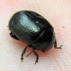 Chrysolina haemoptera Chrysolina haemoptera